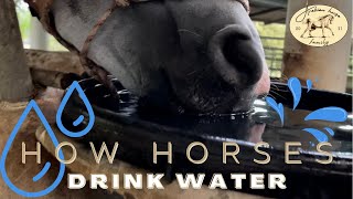 How horses drink water | Through SIPHONING