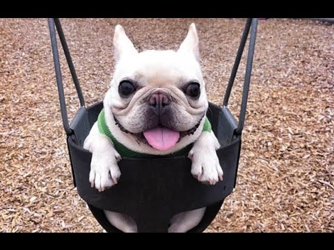 Funny Puppies Compilation [NEW]