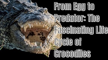 The Life Cycle of Crocodiles!" #crocodile #crocodiles #aligators