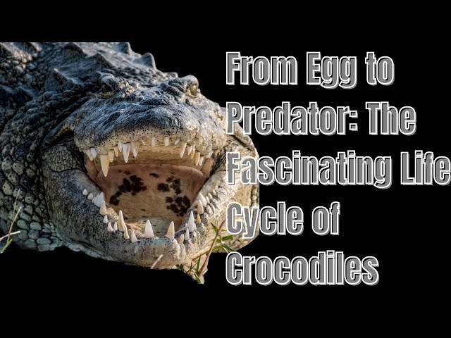 The Life Cycle of Crocodiles! #crocodile #crocodiles #aligators class=