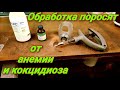 Процедуры которые я делаю с поросятами!