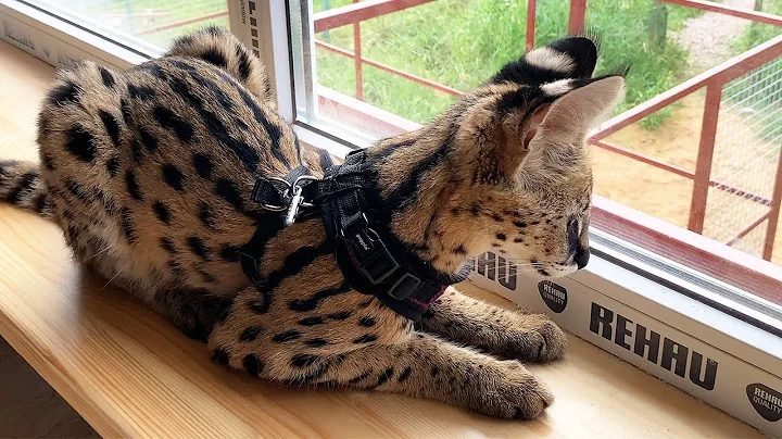Watch the video about OVERVIEW CAT HOUSE WITH A SERVAL / Puma tries to lure Meowrizio