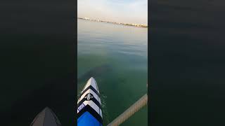 Guy Paddling With A Dolphin In Biscayne Bay Shallows