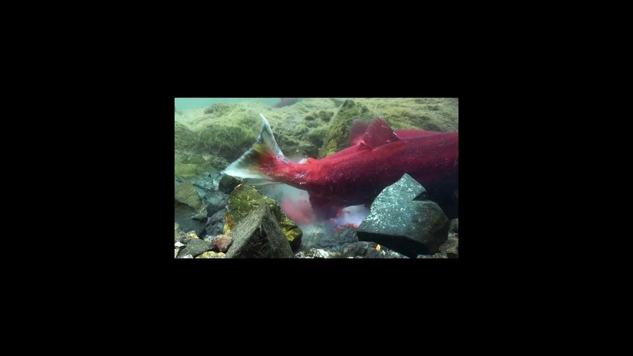 Fish Laying Eggs Meaning In Tamil Fish Laying Eggs Meaning In Tamil