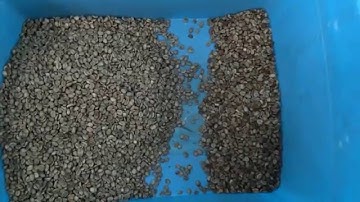 Coffee beans color sorter machine,sorting videos