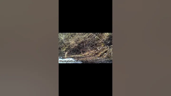 Leprechaun Caught on Camera!