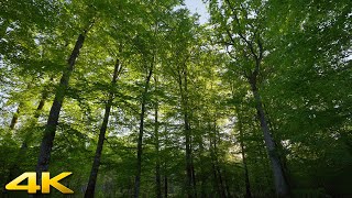 Windy Forest Nature Sounds of Southern Sweden - 4K 60p Video