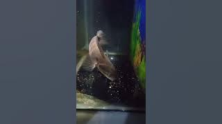 Video amatir, Chana asiatika  udah laper makanan ke gedean, dapat yang kecil HAPPP... #chana