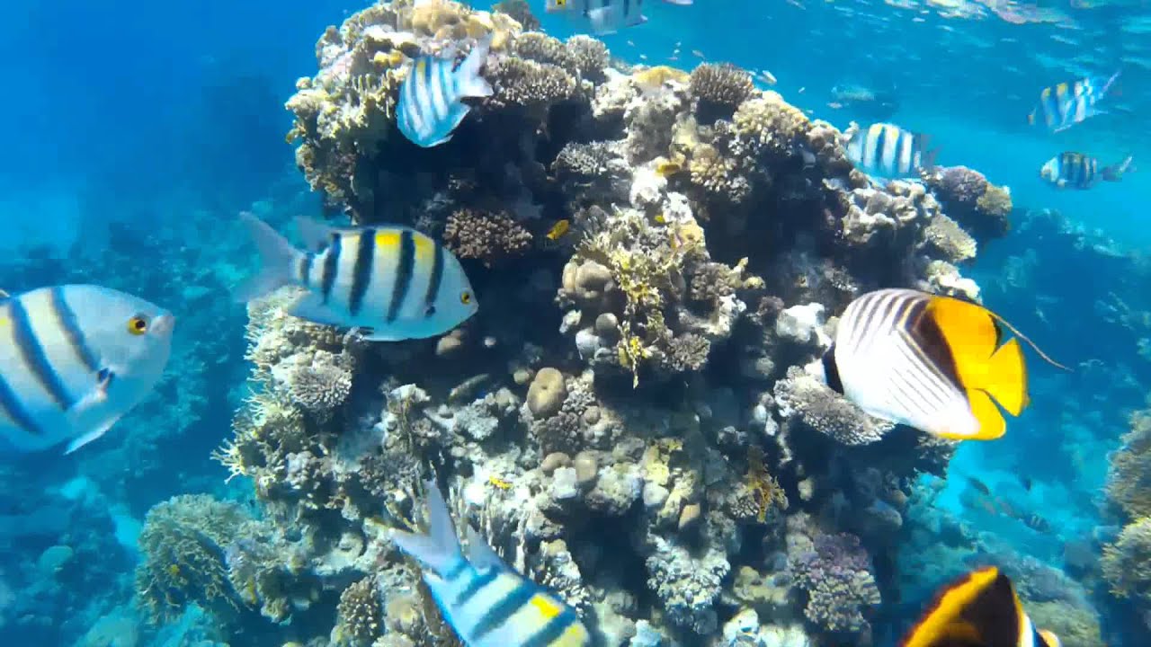 (4A) Snorkeling 4 fun, Sharm El-Sheikh, Reef, Red Sea, sj4000 - YouTube