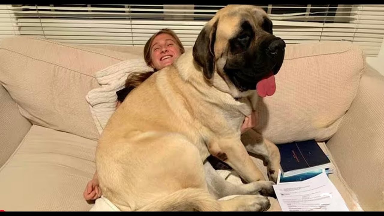 When Your Big Dog Thinks He's a BABY! Funny Dog Video🐶🤣