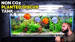 Aquascape Tutorial: Non co2 4ft Discus Aquarium (How To: Full Step By Step Guide, Planted Tank)