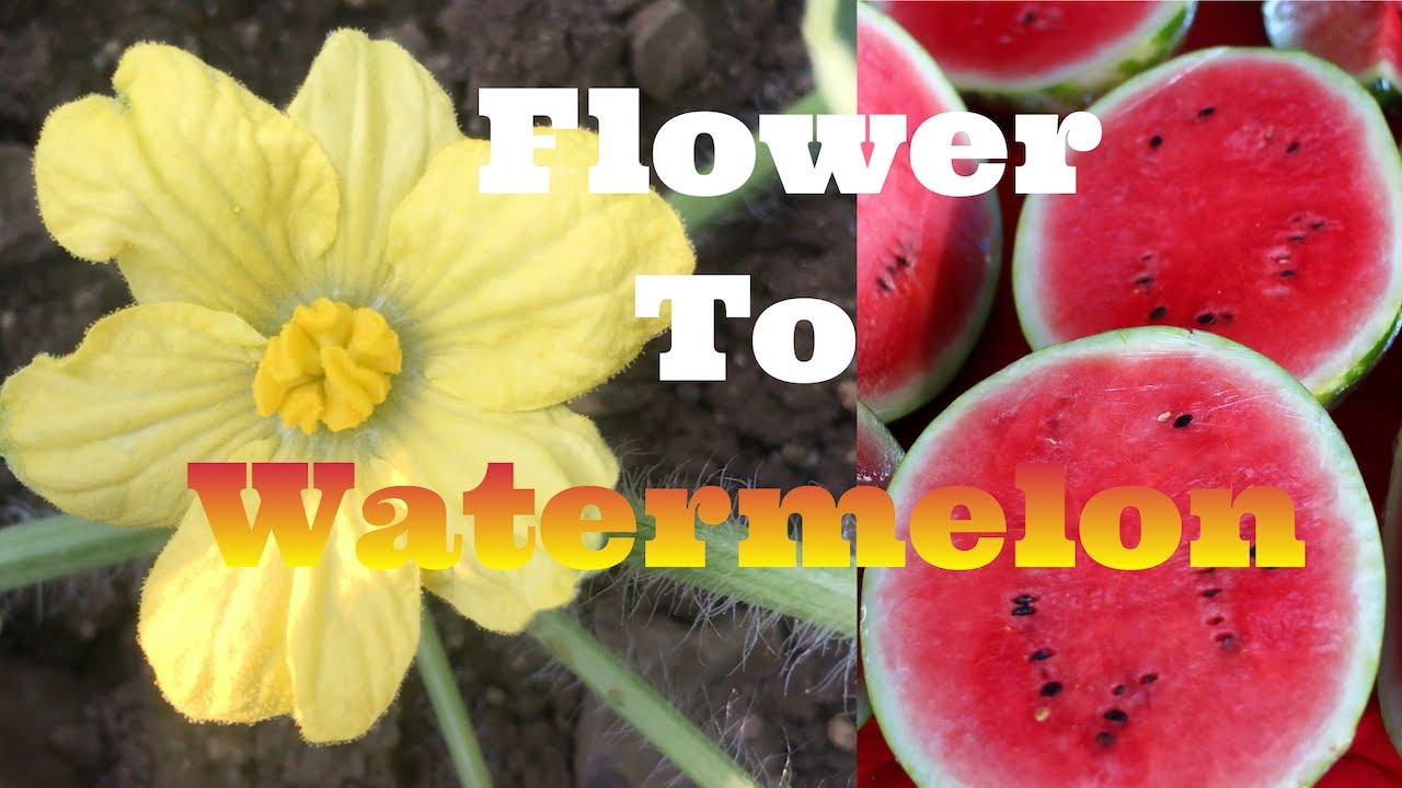 Timelapse watermelon flower to watermelon Farmer's Son 4k 😍🍉