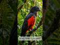 Dracula Parrot: The Real-Life Vampire Bird You Have to See. #DraculaParrot#rarebird #shorts