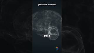What Does the Temporal Lobe Control? Learn About Sound and Memory Processing!