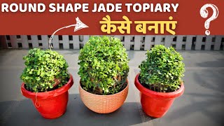Round Shape Jade Topiary कैसे बनाएं मिनटों में💯 Jade Ball 🏀 Idea by Garden of Kavita 546 views 12 days ago 7 minutes, 52 seconds