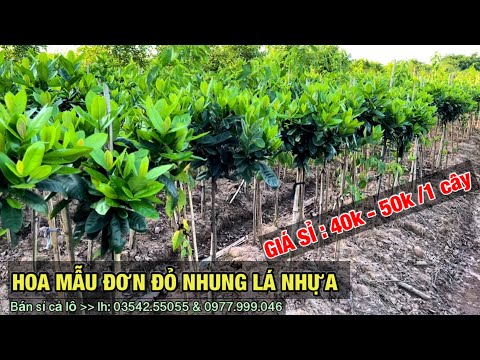 Video: Hoa tàn lá đỏ: hình ảnh và đánh giá của các nhà vườn