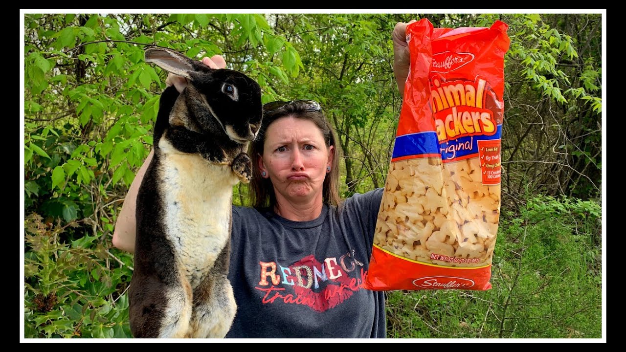 Could the Escaped Bunny BE Bred & Planting Hickory King Corn! YouTube