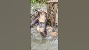 Cobra and Snake Caught Near Fish Trap in Water! #shorts #snake #snacks #wildlife #ytshorts