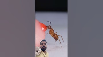 Ant Drinking Red Nectar From Finger #shorts #nature