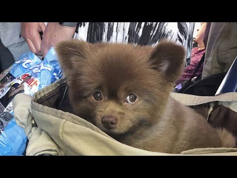 Video: Info over het ras: Teddy Bear Puppies