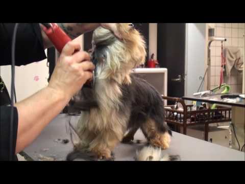 Video: Hoe Om 'n Yorkshire Terrier-hondjie Te Kies