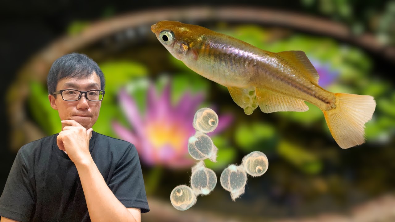 Madeca Fish How to Care for Medaka (ricefish) Eggs | Tips to Hatch Healthy Fry ...