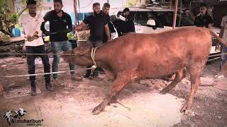 Download Lagu Al muharibun cattle pro Eid ul adha (midlands) MP3 Download Lagu Al muharibun cattle pro Eid ul adha (midlands) MP3