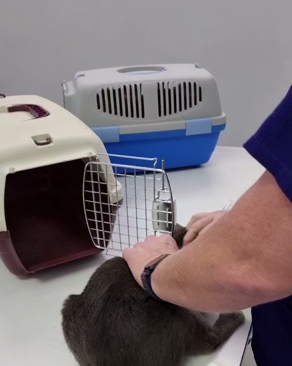 💉💉 I took our cats for their jabs today! 💉💉 I waited for that 5G