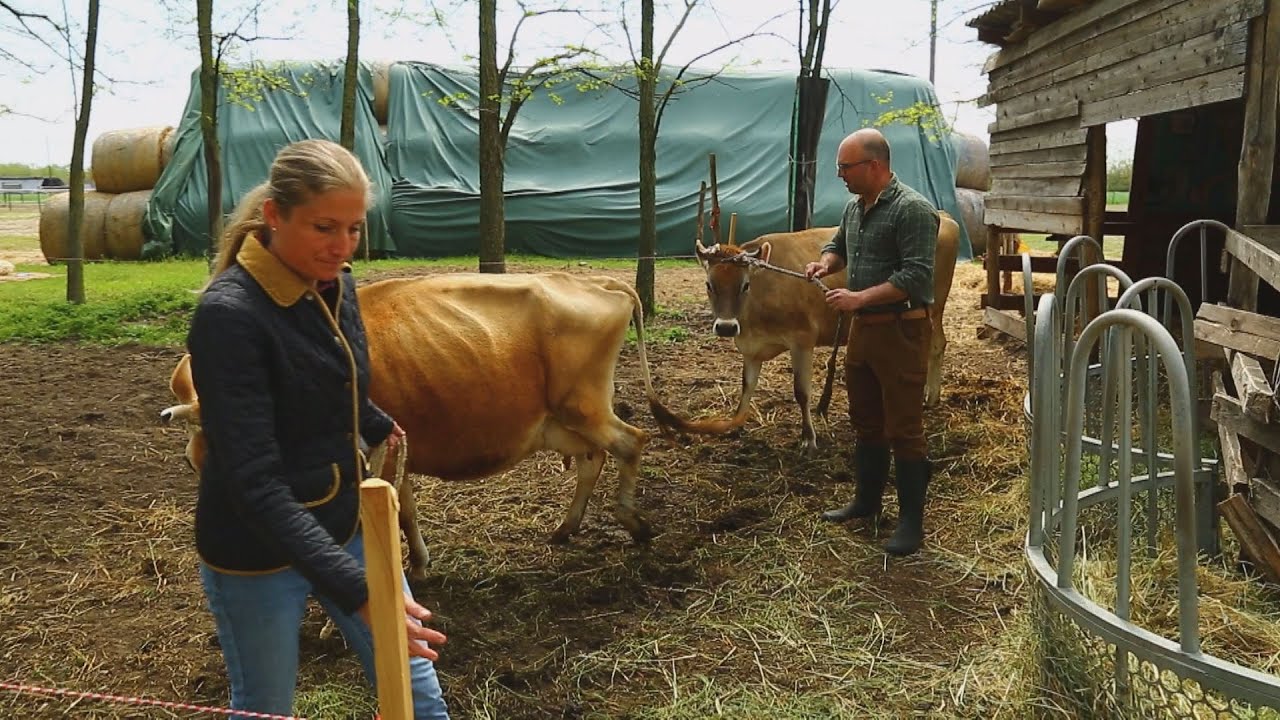 M5 TV – Fenntartható visszafejlődés – A Tulipános Tanya mindennapjai – 2023/19. adás – 2023.05.14.