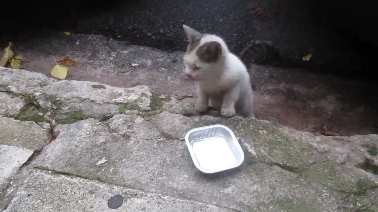 Cute white baby kitten crying loud YouTube