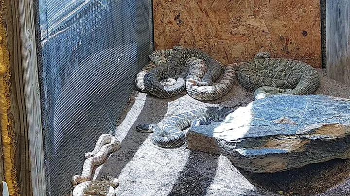 Joshua Tree Rattlesnake cam Live Stream