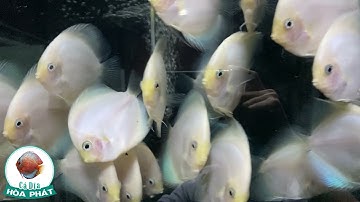 Cá Dĩa Trắng, Cá Dĩa Bạch Ngọc đẹp, giá rẻ tại Cá Dĩa Hòa Phát