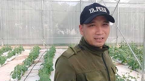 (Video08) Hướng Dẫn Cách Cắt Tỉa Cành, Tỉa Nhánh Cho Dưa Lưới - Chăm Sóc Dưa Lưới