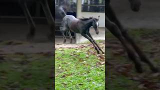 Happy 💥💨 #shorts #horse #animals #cuteanimals #babyanimal #arabianhorse #happy #funny