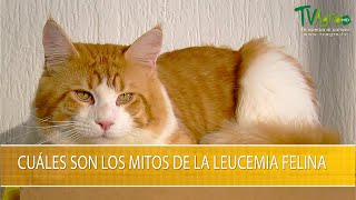 Cuales son los Mitos de la Leucemia Felina TvAgro por Juan Gonzalo Angel Restrepo