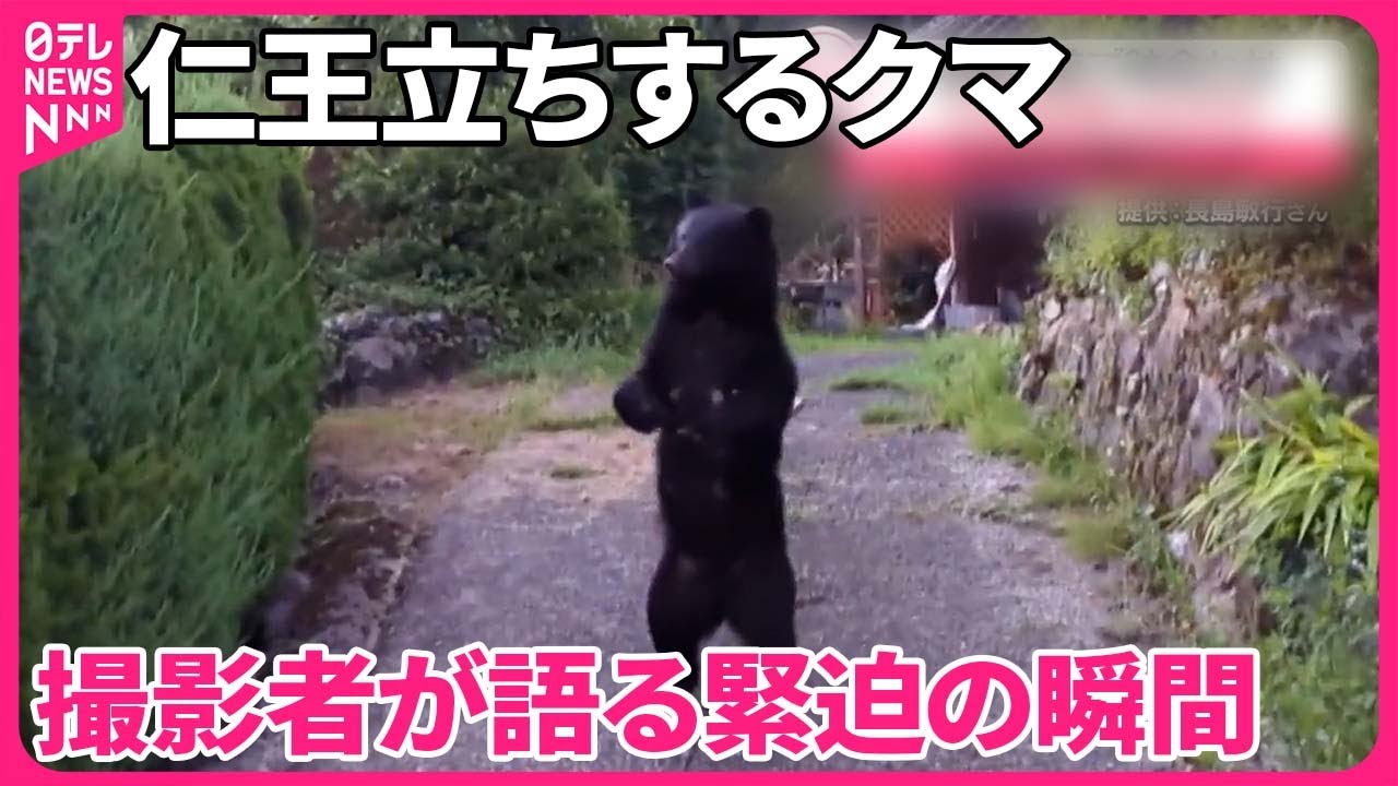 クマ】仁王立ちする 撮影者が語る緊迫の瞬間 兵庫・養父市 - YouTube