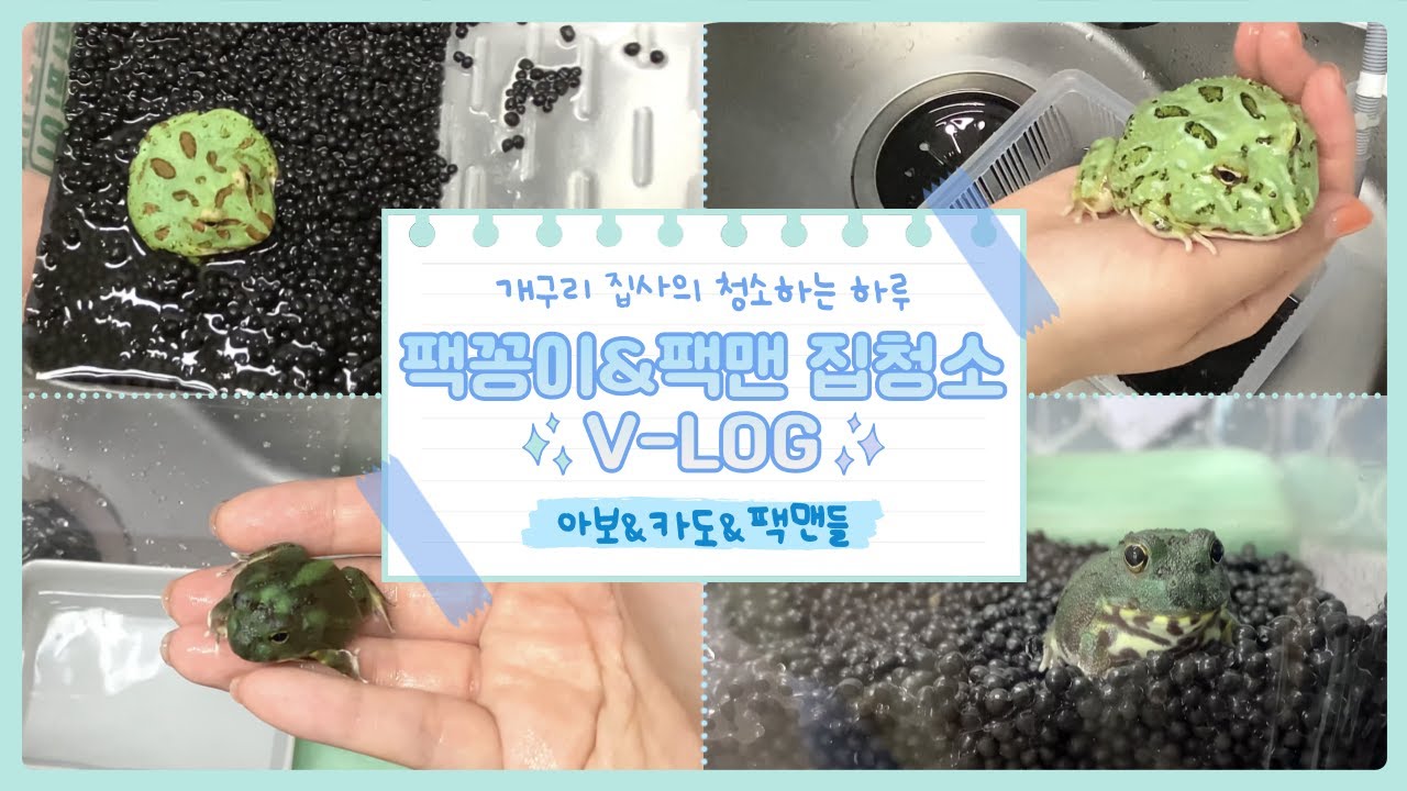 팩꽁이와 팩맨 집 청소해주는 브이로그