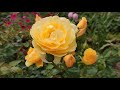 Непрерывноцветущие розы Дэвида Остина  в   моем  саду. English  roses in garden.