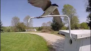 Super slow Tree Swallows