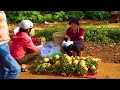 Harvesting Litchi Fruit Goes to market sell - Get grass for the fish to eat