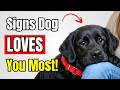 10 Signs Your Dog LOVES YOU More Than Anyone Else!