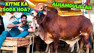 ALHAMDULILLAH ?ITNA BARA JANWAR LELIYA???|COW MANDI| BAKRA EID 2023| QURBANI VLOG