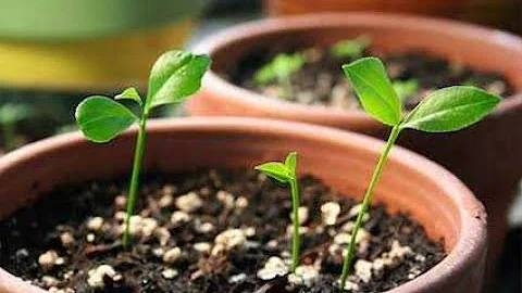 how to Grow Lemon tree from  seeds with 60 days Timelapse | @THEPARBATSHOW