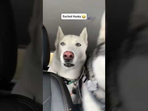 Excited Dog Can’t Contain the Zoomies 🤣🐶 | Funniest Reactions Ever!