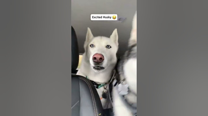Excited Dog Can’t Contain the Zoomies 🤣🐶 | Funniest Reactions Ever!