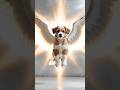 Dog got angel wings