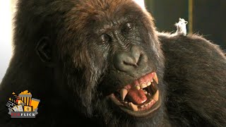 Dolittle 2020 - Gorilla Chess - Fandango Family