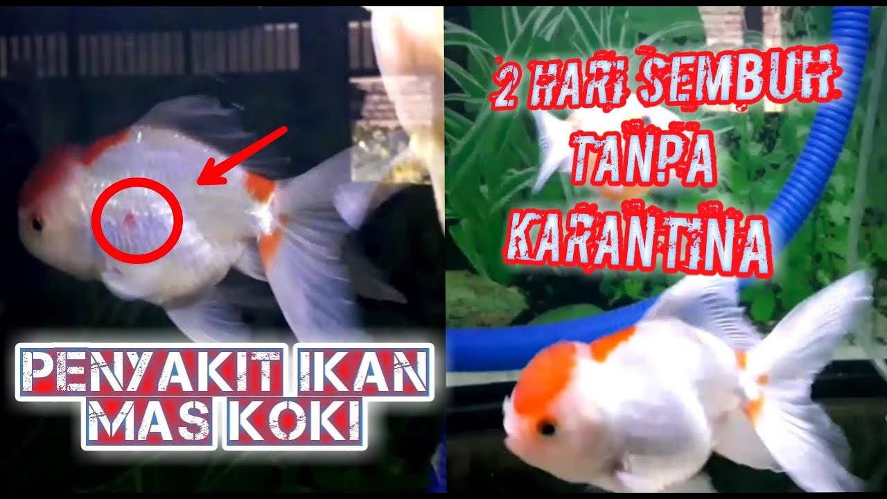 Cara mengobati ikan #MASKOKI yang terkena penyakit