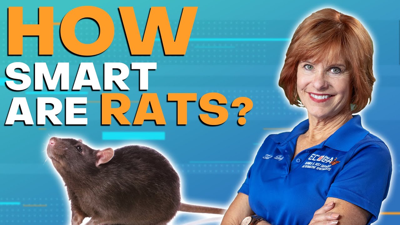 Are Rats Smarter Than Dogs?