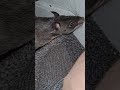 Gus jnr the gambian pouched rat completely ignoring his game of sniff out the treats